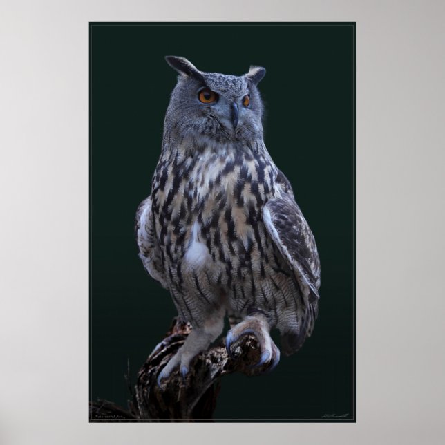 Poster de Foto do Eagle Owl -24x36 -menor disponív (Frente)
