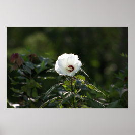 Poster de Foto do Flor Branco