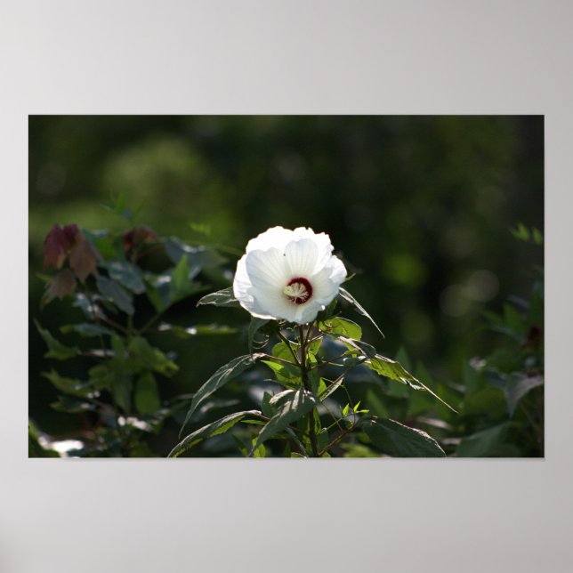 Poster de Foto do Flor Branco (Frente)