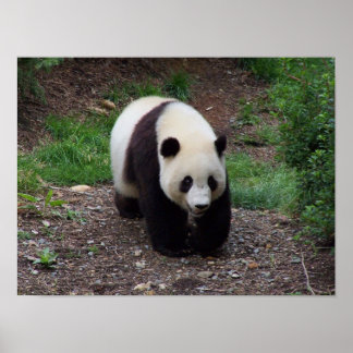 Poster de Foto do Giant Panda