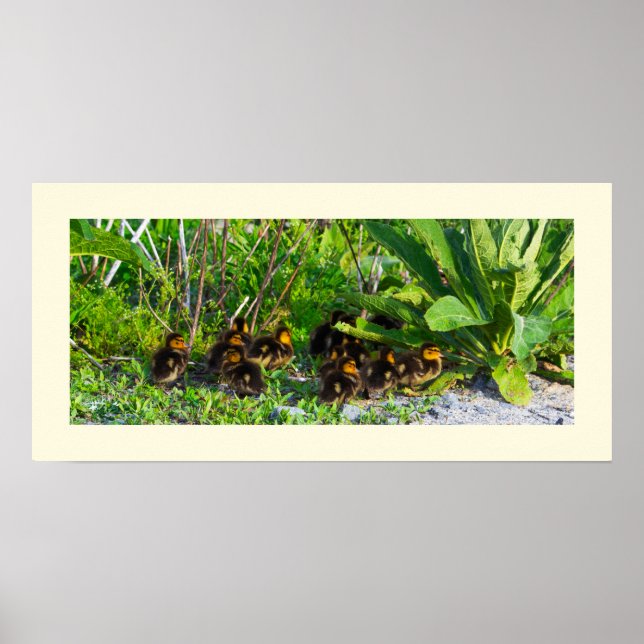 Poster de Foto Ducklings (Frente)