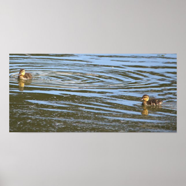 Poster de Foto Ducklings (Frente)