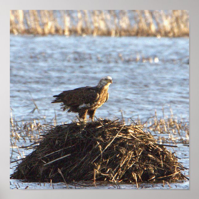 Poster de Foto Eagles (Frente)