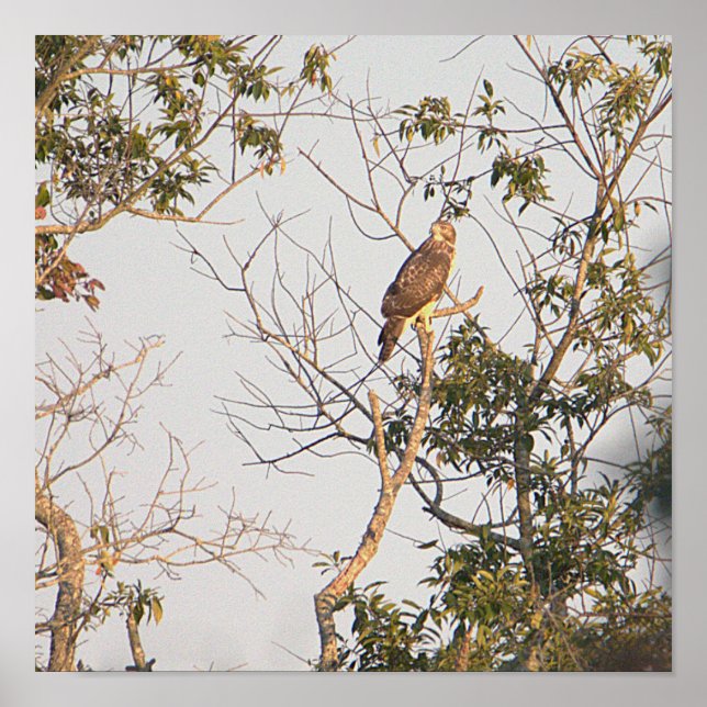 Poster de Foto Hawk de ombros vermelhos (Frente)