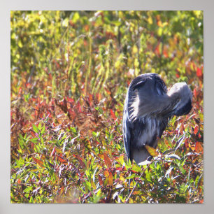 Poster de Foto Heron Azul do excelente