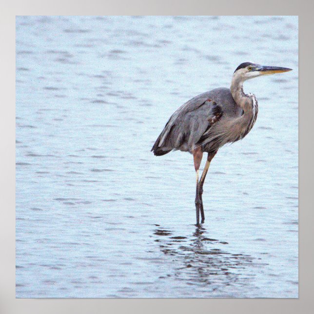 Poster de Foto Heron Azul do excelente (Frente)