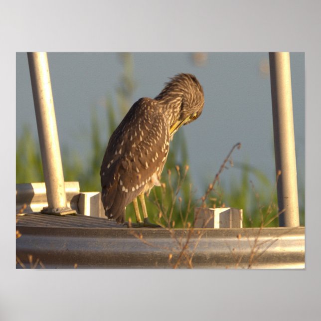 Poster de Foto Juvenile Night Heron (Frente)
