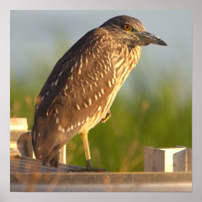 Poster de Foto Juvenile Night Heron (Frente)