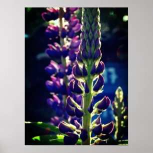 Poster de Foto Lupina