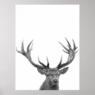 Poster de Foto Preta de Deer Stag