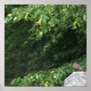 Poster de Foto Robin Bird