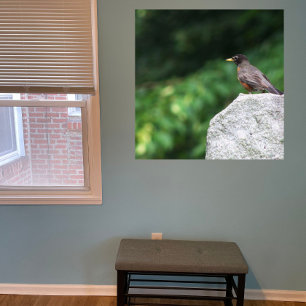 Poster de Foto Robin Bird