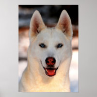 Poster de Foto Siberian Husky