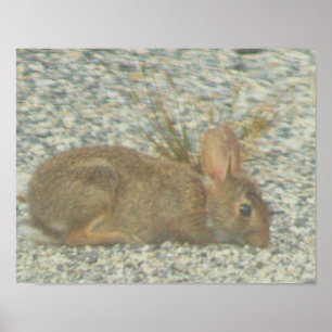 Poster de Fotografia Bunny