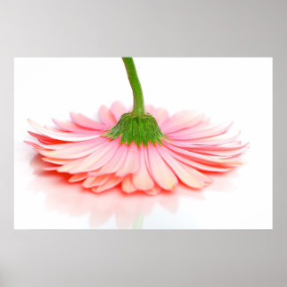 Poster de Fotografia da Flor Rosa Gerbera Daisy