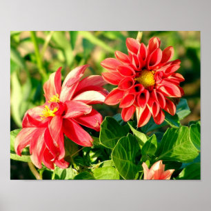 Poster de Fotografia Dahlias / Impressão