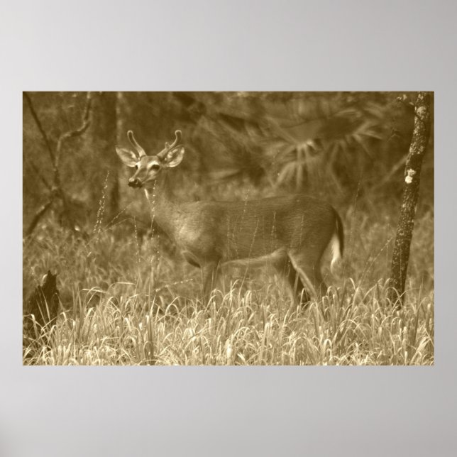 Poster de Fotografia de Buck Deer (Frente)