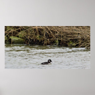 Poster de Fotografia de Bufflehead Duck