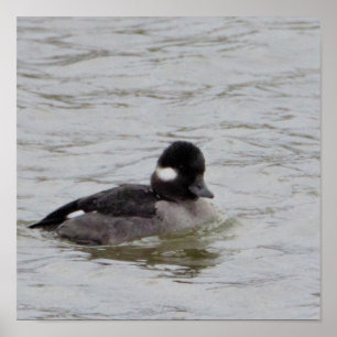 Poster de Fotografia de Bufflehead Duck