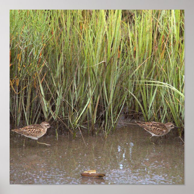 Poster de Fotografia de Duas Aves (Frente)
