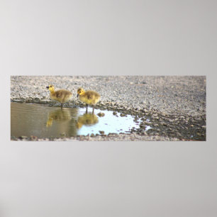 Poster de Fotografia de Goslings