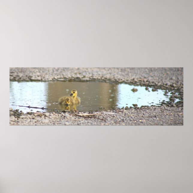 Poster de Fotografia de Goslings (Frente)