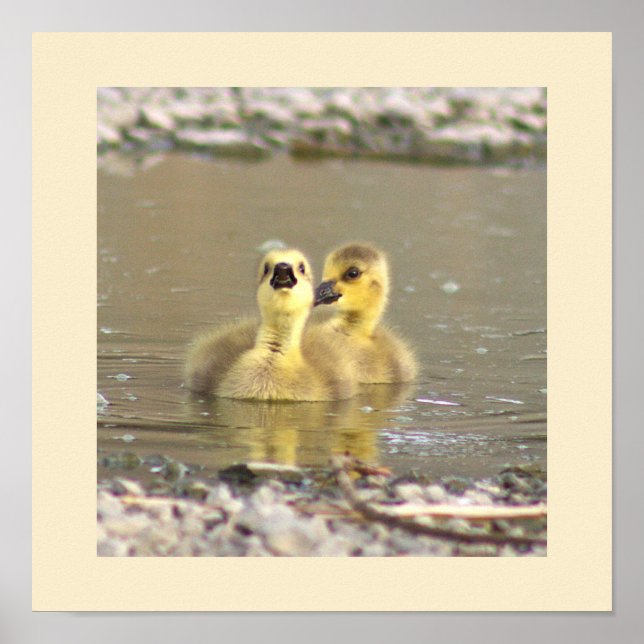 Poster de Fotografia de Goslings (Frente)