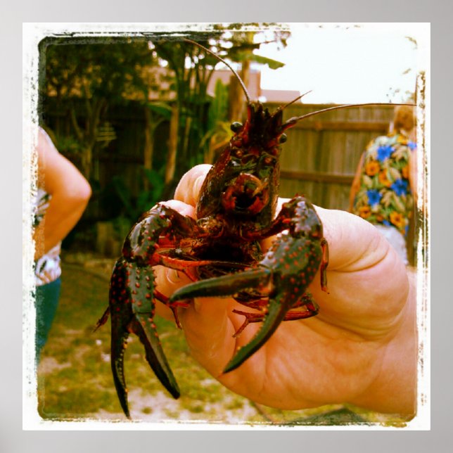 Poster de Fotografia de Lagostas Grandes (Frente)