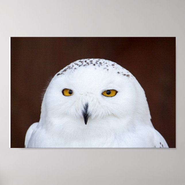 Poster DE FOTOGRAFIA DE NEVE OWL (Frente)