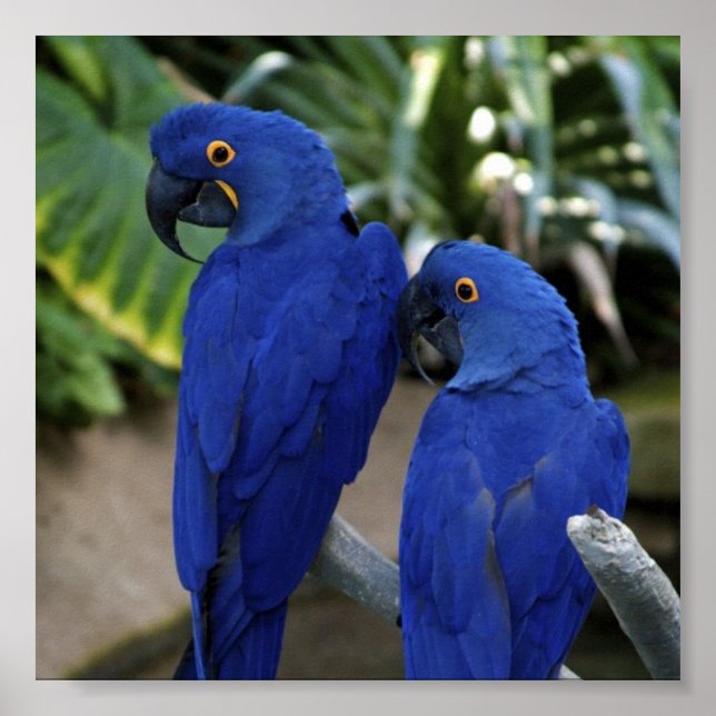 Poster de Fotografia de Parrots Azul (Frente)