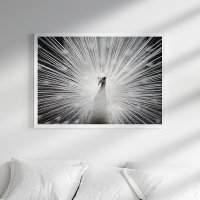 Poster de Fotografia de Peacock Branco