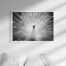 Poster de Fotografia de Peacock Branco