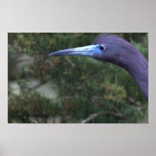 Poster de Fotografia de Pequeno Herão Azul