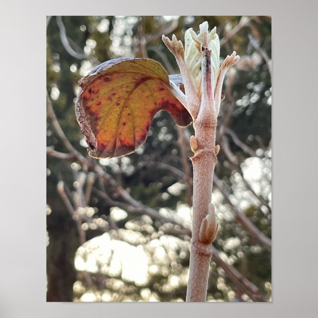 Poster de Fotografia de Planta (Frente)