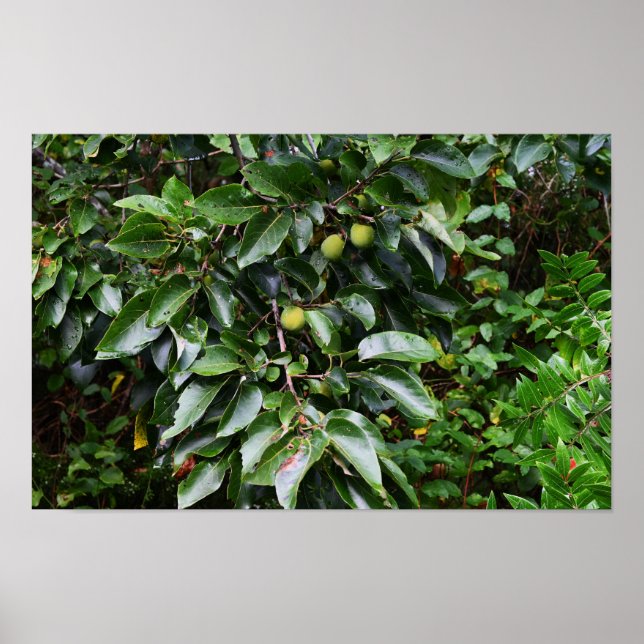 Poster de Fotografia de Planta (Frente)