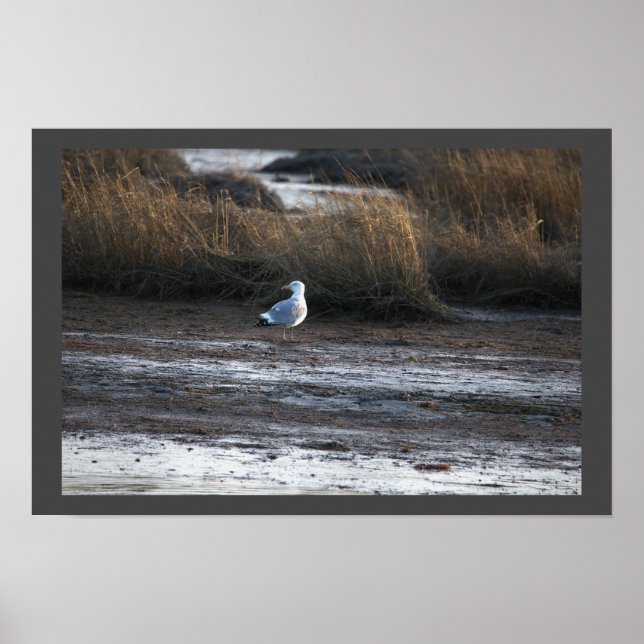 Poster de Fotografia de Seagull (Frente)