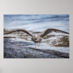 Poster de Fotografia de Seagull Wildlife