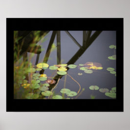Poster de Fotografia de Waterlily