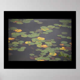 Poster de Fotografia de Waterlily