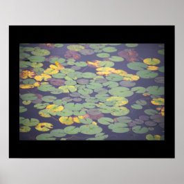 Poster de Fotografia de Waterlily