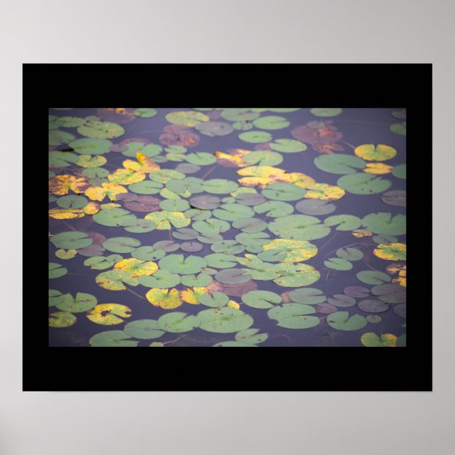 Poster de Fotografia de Waterlily (Frente)