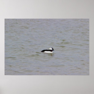 Poster de Fotografia do Duque Bufflehead