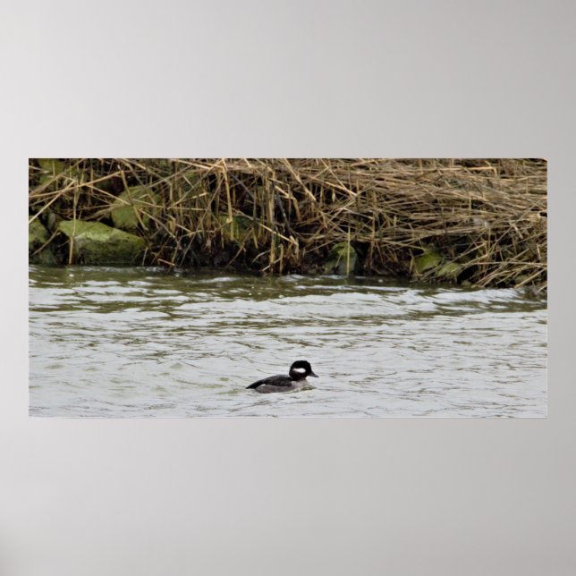 Poster de Fotografia do Duque Bufflehead (Frente)