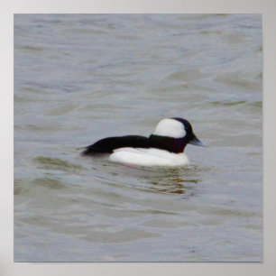 Poster de Fotografia do Duque Bufflehead