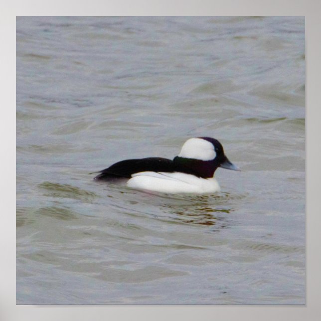 Poster de Fotografia do Duque Bufflehead (Frente)