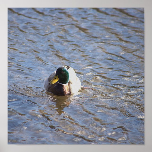 Poster de Fotografia do Pato Mallard (Frente)