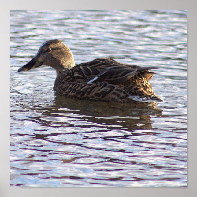 Poster de Fotografia do Pato Mallard (Frente)
