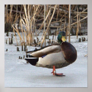 Poster de Fotografia do Pato Mallard