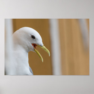 Poster de Fotografia do Seagull