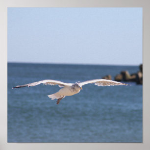 Poster de Fotografia do Seagull Voador